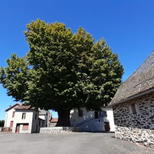 Le tilleul de Sully – Arbre remarquable d’Auvergne