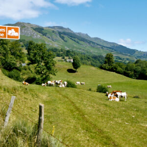 La Route des Fromages AOP d’Auvergne