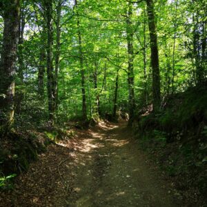 Rando pédestre – La Forêt