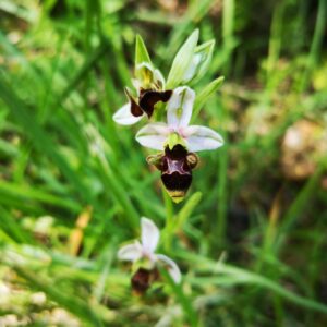 Butte de la Garenne – Les orchidées sauvages