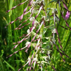 Butte de la Garenne – Les orchidées sauvages