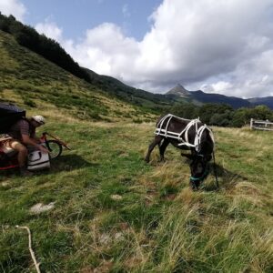 Aux Bergers d’Espradel – Balade avec des ânes