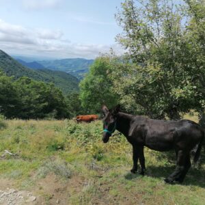 Aux Bergers d’Espradel – Balade avec des ânes