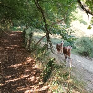 Rando pédestre – Les Quatre Vallées