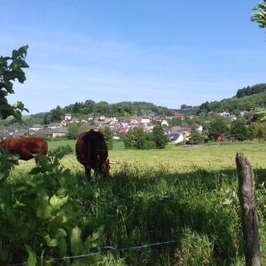 Circuit VTT – Au cœur des châtaigniers
