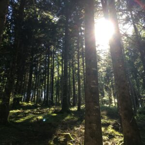 Rando pédestre – Les chênes rouges