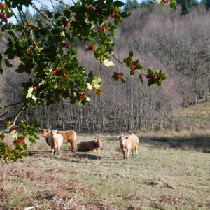 Rando pédestre – Circuit des Moulès