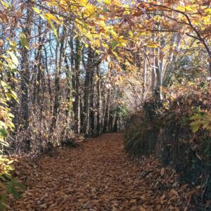 Rando pédestre – Le sentier des Puechs