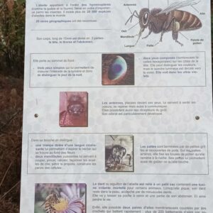 Rando pédestre – Des abeilles au miel