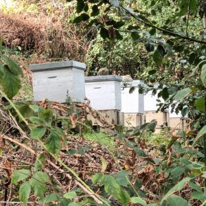 Rando pédestre – Des abeilles au miel