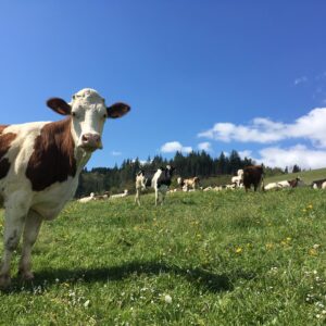 Circuit VTT – De Montsalvy à la vallée du Goul