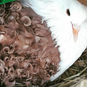Sanctuaire animalier « La Prairie des Animaux » – Ferme Lamalpapoche