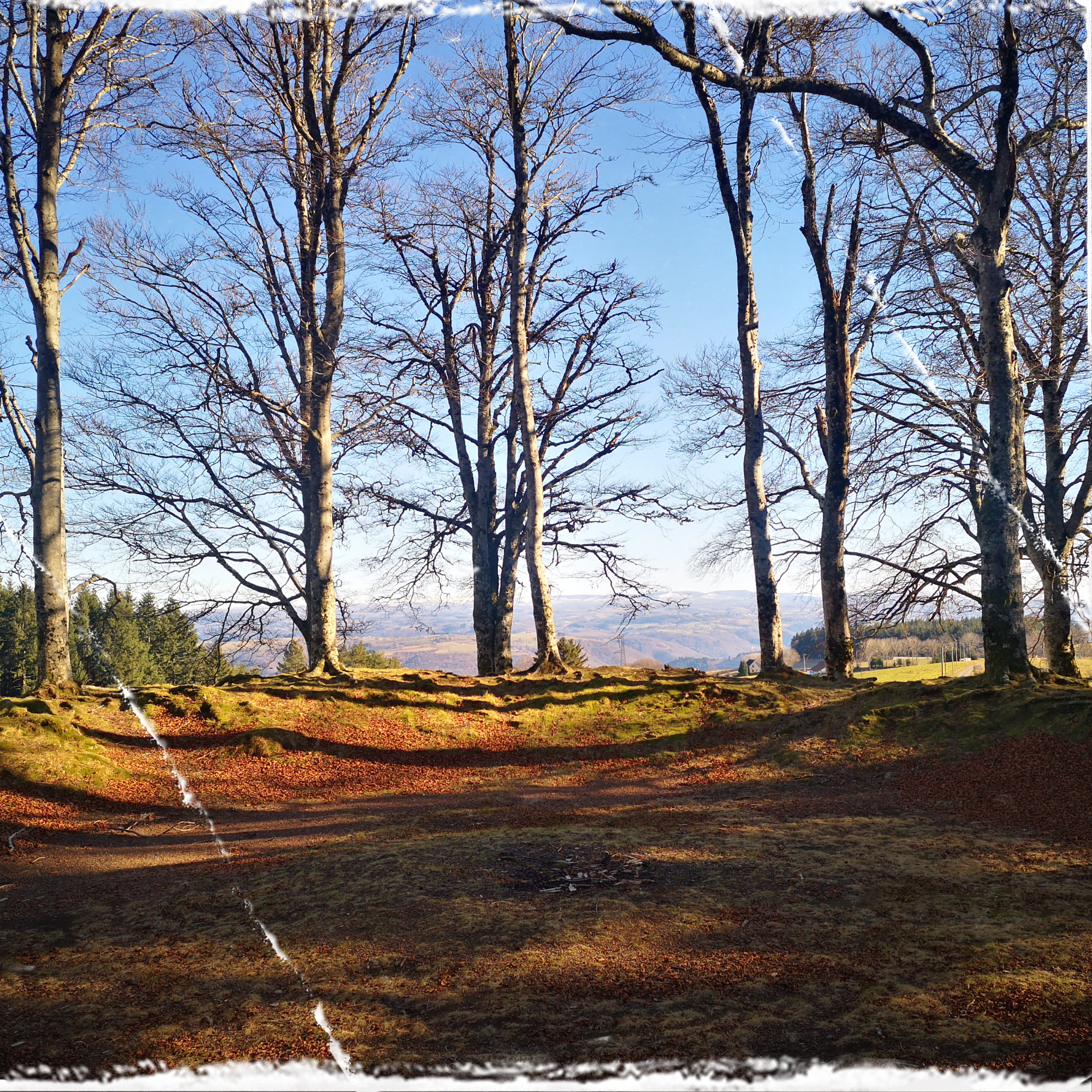 Puy de l'Arbre