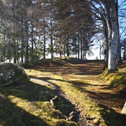 Le puy de l'Arbre