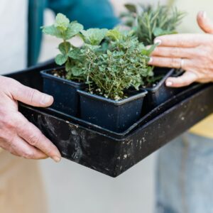 Bourse d’échange de plants et de plantes