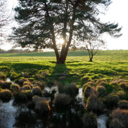 Marais du Cassan Arbre Eau 2