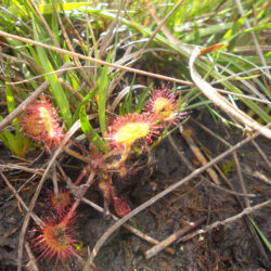 Marais du Cassan drosera - @OT Châtaigneraie Cantal