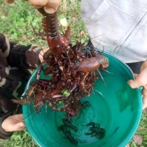 Ateliers pêche nature à Maurs