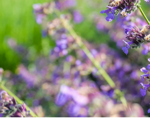 Fêtes des Pères aux Jardins Sothys