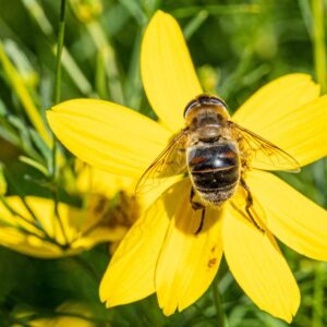 Les abeilles aux Jardins Sothys
