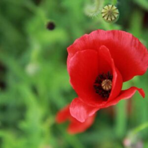 Rendez-vous aux Jardins, 21ème édition