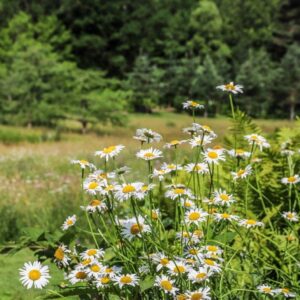 Exposition « 40 ans d’excellence » aux Jardins Sothys