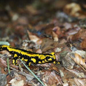 Sortie  » Un dragon !…Dans mon jardin ? »
