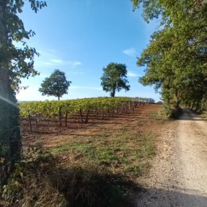 La journée du « vin qui fait danser les vaches »