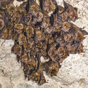 La Nuit de la chauve-souris aux Tours de Merle