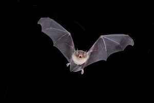 La Nuit de la chauve-souris aux Tours de Merle