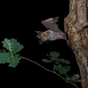 Balade nocturne à la découverte des chauves-souris