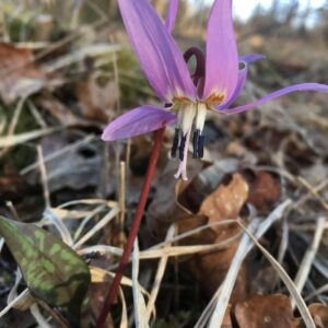 Sortie accompagnée – « Les trésors de biodiversité du marais du Cassan »