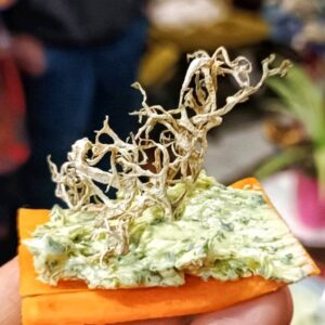 Balade gourmande aux Tours de Merle : À la découverte des plantes sauvages comestibles
