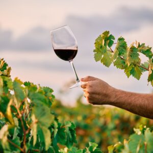 FestiWine