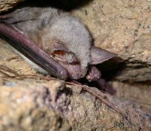 La Nuit de la chauve-souris aux Tours de Merle