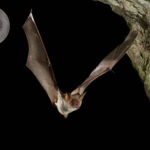 La Nuit de la chauve-souris aux Tours de Merle