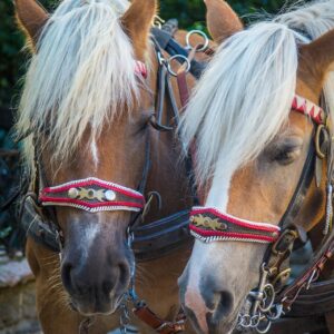 Concours Cantonal des Chevaux de trait