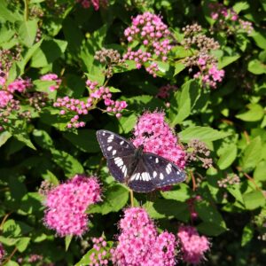 Balade-découverte des plantes sauvages utilitaires et comestibles
