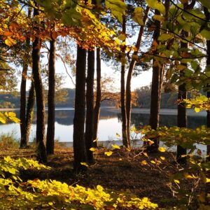 Exposition  » De sève et d’écorce : Éloge des vieilles forêts »