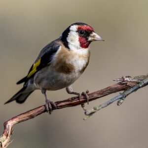 Exposition sur les oiseaux d’Auvergne