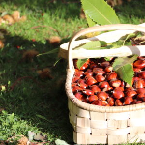 Récolte des châtaignes ©Association du Pélou