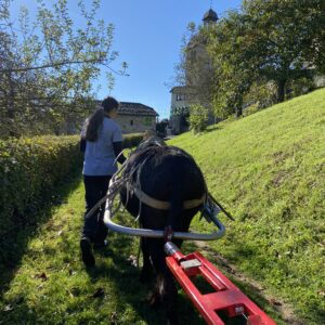 35e foire de la Châtaigne et du Châtaignier