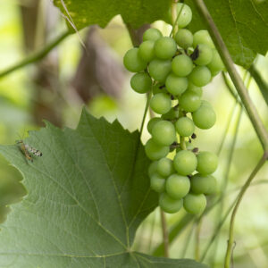 Balade gourmande aux Tours de Merle : À la découverte des plantes sauvages comestibles