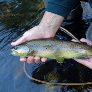 Concours de pêche au coup