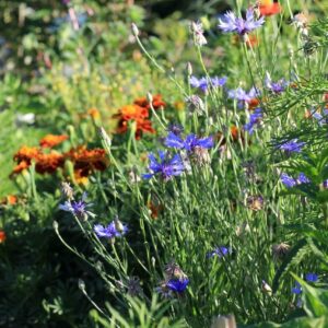 Atelier « Plantes tinctoriales » au Jardin conté