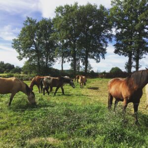 Au Paradis des Chevaux